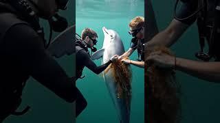 Divers carefully remove fishing net from dolphin’s fin in open sea.