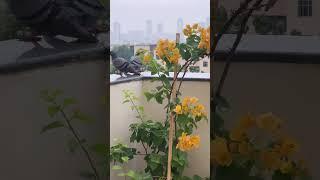 Low Maintenance Balcony Plants | Kanishka Hi-Tech Nursery