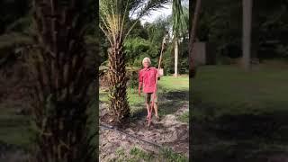 Sylvester Palm 7'/The Tree Planters/50 Years Experience/Planted and Guaranteed