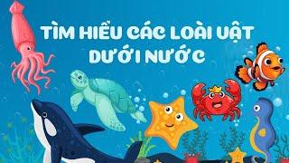 TÌM HIỂU CÁC LOÀI VẬT DƯỚI NƯỚC | Học và Chơi cùng Bé yêu