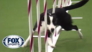 Watch Border Collie, Tex, Win 2015 Masters Agility Championship | FOX SPORTS