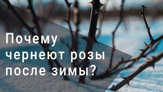 Почему чернеют розы после зимы?