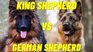 King Shepherd Vs German Shepherd - Difference between the two dog breeds