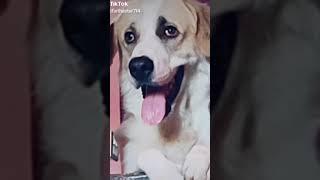 He looks So Much Cute Dog #Short #MyDog #MyBestBuddy