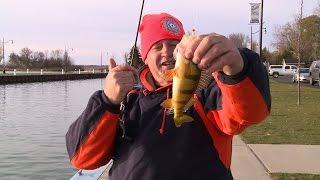 Shore Fishing  Perch and Whitefish