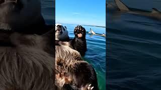Bro, This Ain't Sushi! Panda's Wild Swim#funny #shorts #panda