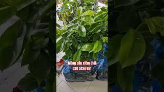 Mãng cầu xiêm thái( cây lớn) bên TiênGarden| 0343434661