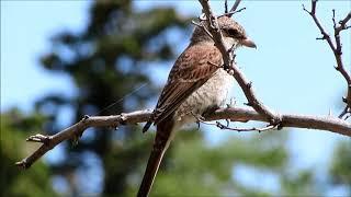 Жулан обыкновенный Lanius collurio, слеток в августе, Крым, Судак, red-backed shrike