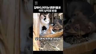 집에서 난리치는 댕댕이를 본 어미 고양이의 반응