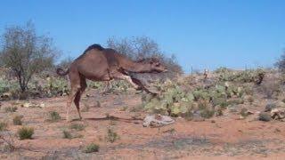 Would You Ride This Camel? How long could you stay on?