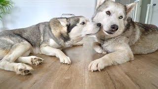 Gohan Meets a Siberian Husky! (Best Friends!)