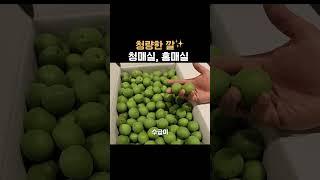 청량한 깔 청매실, 홍매실
