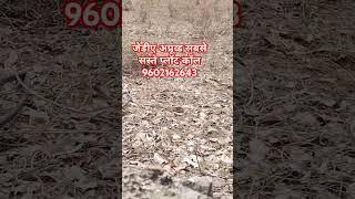 Sasta/Cheap Jda Plots On Diggi Malpura Road Jaipur #shorts #short #viral #trending #viralvideo #plot