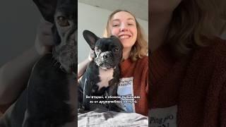 За что я люблю французских бульдогов? #бульдог #французскийбульдог #дрессировка #собака