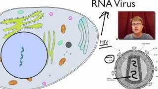 Viral Replication