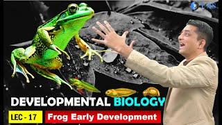 CSIR NET JUNE 2025 I Developmental Biology I Lecture 17 I Frog Early Development  I IFAS
