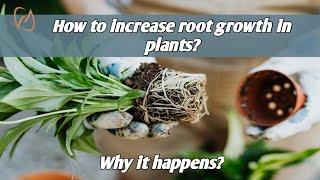 How to increase root growth in plants? #roots #farming