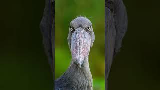 Up Close with the Majestic Shoebill!  #WildlifeWonder