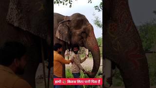 How many liters of water do elephants drink in a day! #shortsfeed #ytshorts #trending