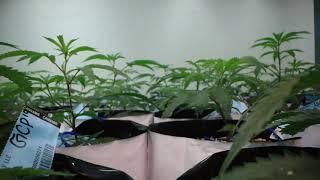 Colorado Harvest Company Cannabis Grow Sneak Peek