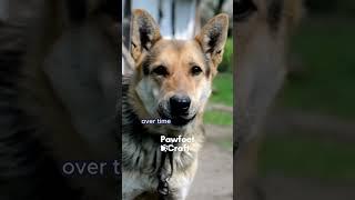 What is the history of dogs as pets?