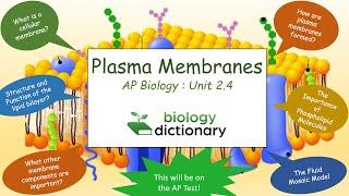 Plasma Membrane - Structure and Function | AP Biology 2.4