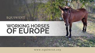 Working horses of Europe – Equiwent