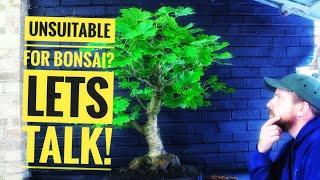 Norway Maple: The Perfect Bonsai Tree?