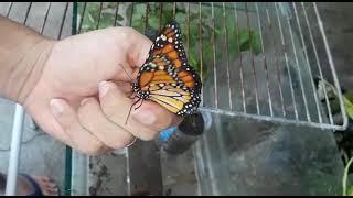 Borboleta-monarca.