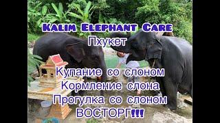 Kalim Elephant Care на Пхукете. Купание со слонами, кормление слонов, прогулка со слонами.