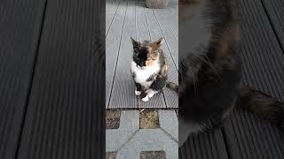 Кошка в Зеленоградске