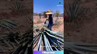 Agave Plant vs. Dude with a Giant Pizza Cutter!  Tequila Time! #agaveharvest  #funny #farming