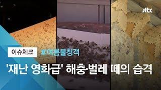 [이슈체크 #여름불청객] 곳곳에 우글우글…'재난 영화급' 해충·벌레 떼의 습격