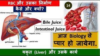 14. Liver and Its Work, Formation Of RBC , BIle Juice , Intestinal Juice  | Nitin Sir | Study 91