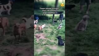 These Are Introverted Dogs..