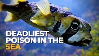 Most Poisonous Fish in the World