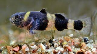 8 Types Of Fun Goby Fish For Your Aquarium