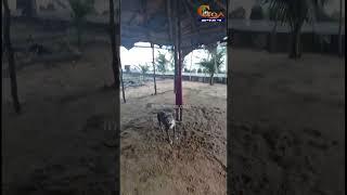 #Watch - A dog has been found abandoned at Keri Beach.