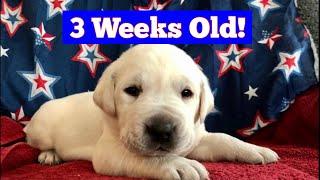 Labrador Puppies 3 Weeks Old!