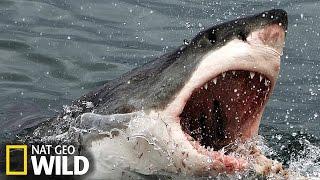 Un grand requin blanc attaque un éléphant de mer