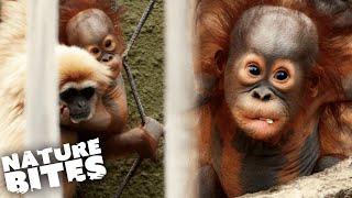 Baby Orangutan and Gibbon Have Unlikely Friendship | Nature Bites