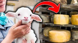 MAKING SHEEP MILK CHEESE at home (step-by-step)   Pecorino Romano Cheesemaking Italy Raw Dairy