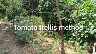 Tomato plants hanging method using rope