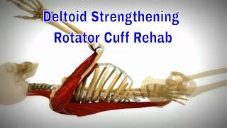 Anterior Deltoid Strengthening Exercises for Rotator Cuff Tear Rehabilitation: A Guide to Recovery