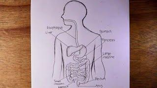 human digestive system diagram pencildrawing