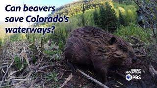 Beavers could be Colorado's secret weapon to cleaning rivers and abandoned mines