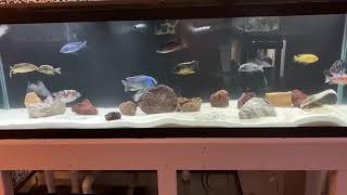 125 gallon African cichlid tank! Haps and peacocks,mbuna Malawi cichlids !