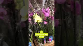 3 Fakten über die Orchidee 