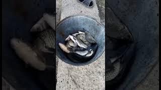 Волга.Никольское.23.04.2023.Карасики