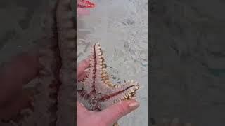 Морская звезда 